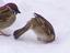 Der Vogel und der Schnee