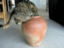 Dicke Katze in der Vase