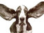 Flieg Hund flieg