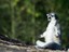 Meditierender Lemur
