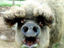 Schwein mit Dauerwelle