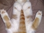 S&uuml;&szlig;e grinsende Katze