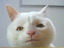 Gelangweilte Katze