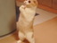 Bettelnde Katze