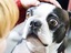 Hund mit gro&szlig;en Augen