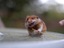 Der Hamster und die Nudel