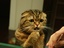 Traurige Katze