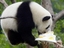Panda Geburtstag