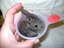 Baby Kaninchen