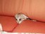 Katze in der Sofaritze