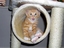 Katze mit lustichem Ausdruck