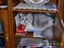 Katze beim rauchen erwischt!