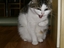 Vampir Katze