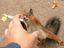 Raucher Eichh&ouml;rnchen