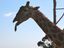 Giraffe sagt B&auml;h