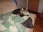 Schwein und Katze