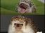 Ernster Igel