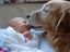 Hund k&uuml;sst Baby