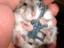 Bewaffneter Hamster