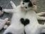 2 Katzen 1 Herz