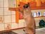 Nachdenkliche Katze