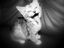 LOL-Katze