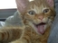 Lolcat