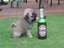 Welpe liebt sein Bierchen