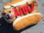 Das nenne ich mal einen Hotdog