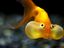 Fisch mit dicken Backen