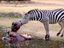 Zebra und Hippo