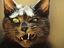Aggro Katze
