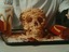 Fast Food Kills