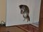 Katze greift Stoffschaf an