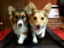 Corgies auf Laufband