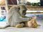 Affe und Katze