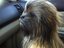 Real Life Chewbacca