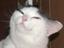 Japankitteh