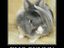 Emo Bunny