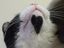 Katze mit Herz