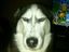 Ernster Hund