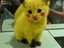Pok&eacute;kitty