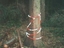 Diebstahlsicherung f&uuml;r Baum