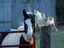 Katze und Pferd