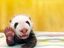 Hallo Panda