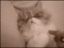 Katze wacht auf