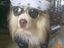 Rocker Dog
