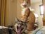 Lachende Katzen