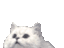 Bildschirmkatze