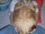 Lisa Lustich als Katze